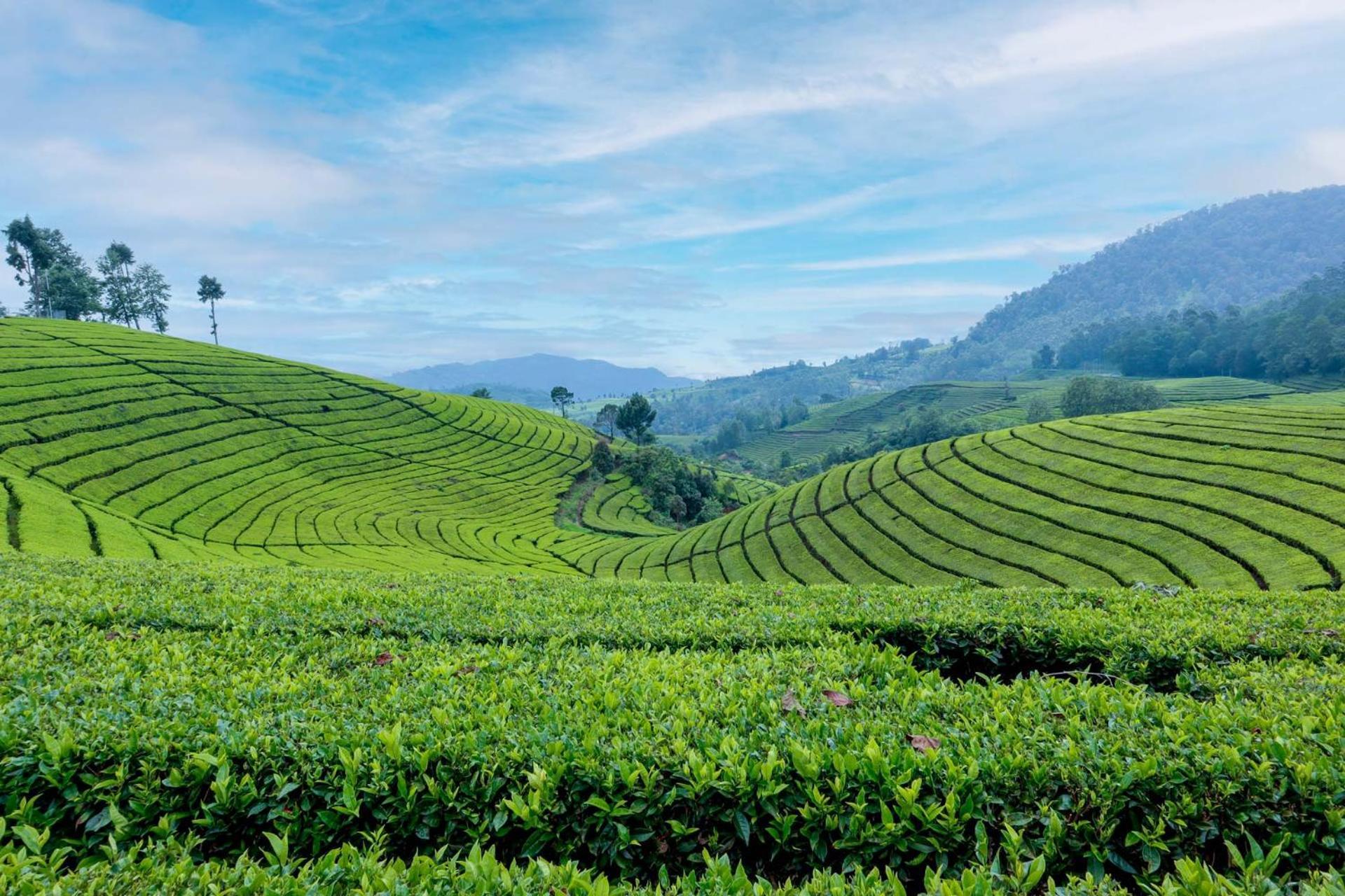 Arya Treetops And Tea Trails By Veo - Part Of Stayvista Darjeeling  Exterior foto